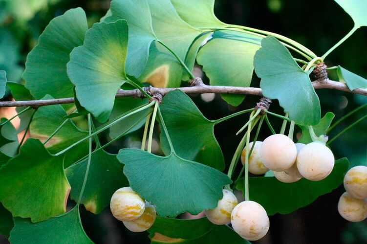 Ginkgo biloba - an exotic herb for improving activity