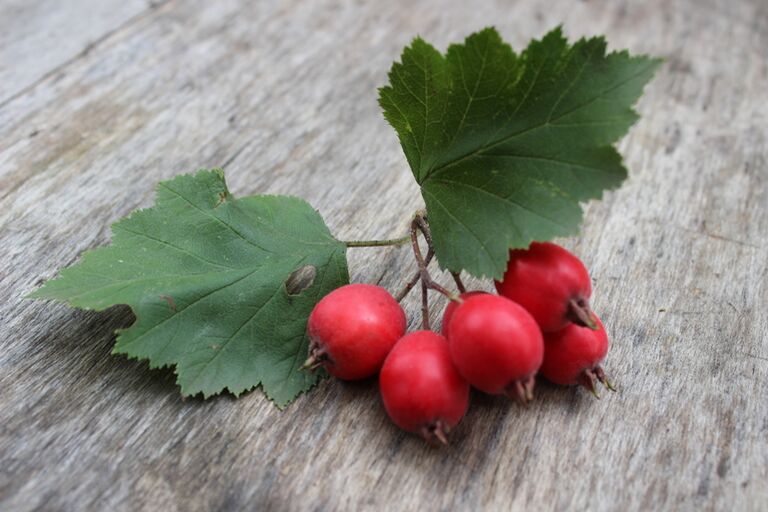 Hawthorn increases male libido and strengthens erections