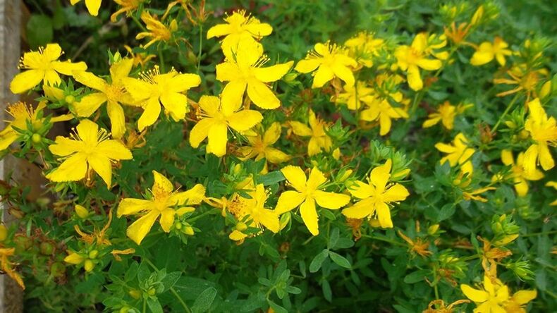 Which herbs enhance male strength